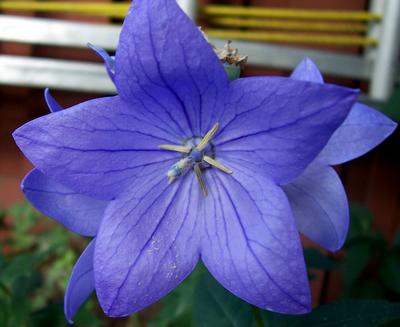 Balloon Flower