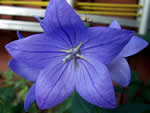 Balloon Flower