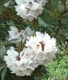 Blossoms