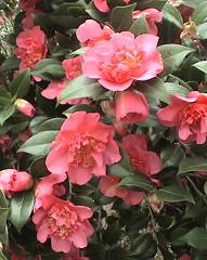 Camelia Picture