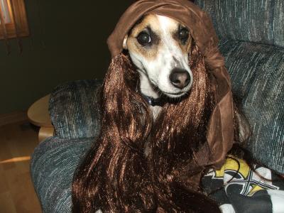 Captain Canine Jack Sparrow