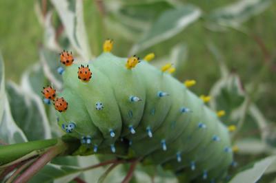 Colorful Caterpillar