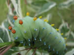Colorful Caterpillar Picture