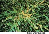 Crabgrass