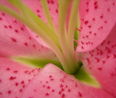 Deep Down Inside an Oriental Lily 
