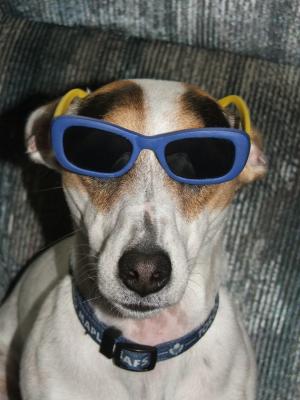 Doggone Cool