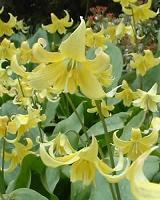 Erythronium Pagoda