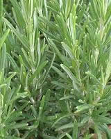 Herb Garden - Rosemary