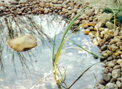 How to Build a Pond