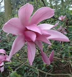 Magnolia Picture - Caerhays Surprise