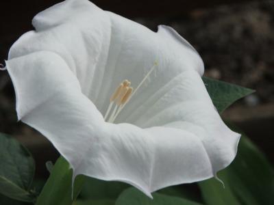 Moon Flower