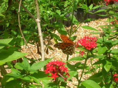 Butterfly - Miracle of Nature