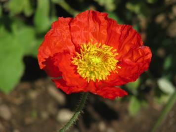 Poppy in the sun