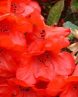 Rhododendron Elizabeth