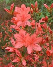 Rhododendron Picture
