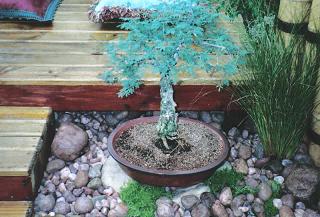 Bonsai on Rocks