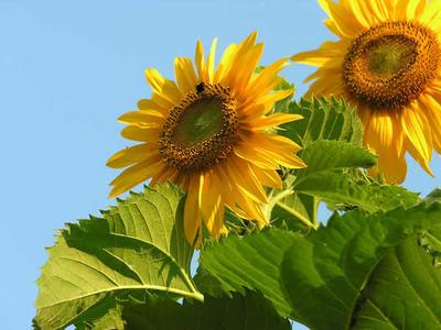 Sunflowers in the Sunshine