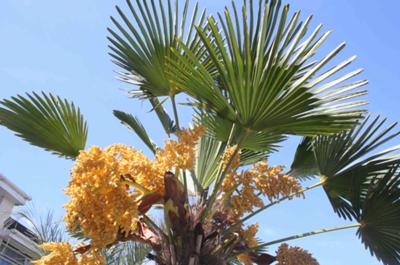 Trachycarpus Wagianus in Flower