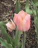 Tulip Picture - Apricot Beauty