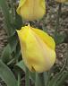 Tulip Picture - Hocus Pocus
