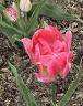 Tulip Picture - Peach Blossom