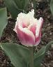 Tulip Picture - Siesta