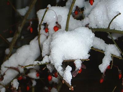 Winter Berries