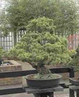 Bonsai Tree Picture