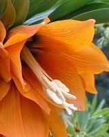 Fritillaria Imperialis