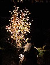 Garden Lighting