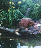 Garden Pond Design