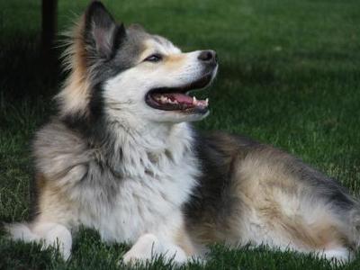 Kota relaxing in the grass!