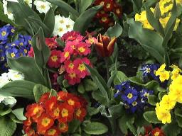 Mixed garden border plants