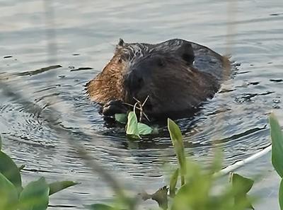 My Overeager Beaver