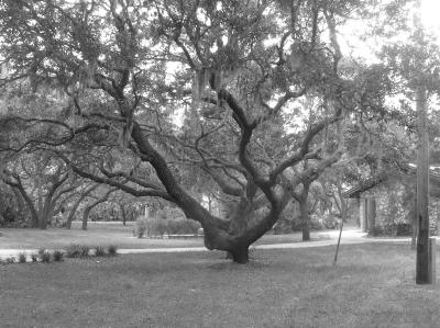 Spooky Tree