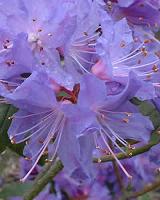 Rhododendron Blue Chip