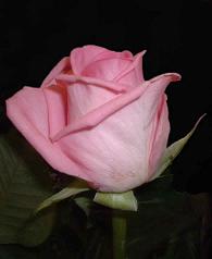 Rose Care