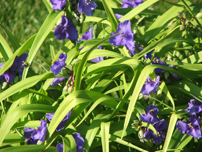 Spiderwort (Tradescantia)